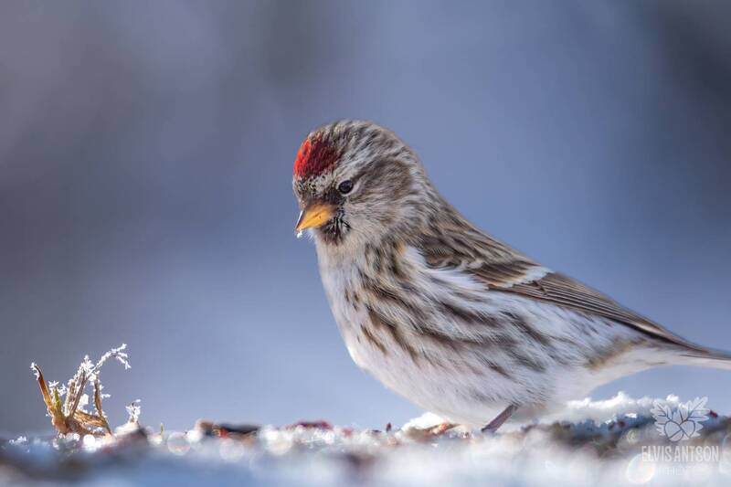 Букетик для самой маленькой;) С первым днем весны! фото превью