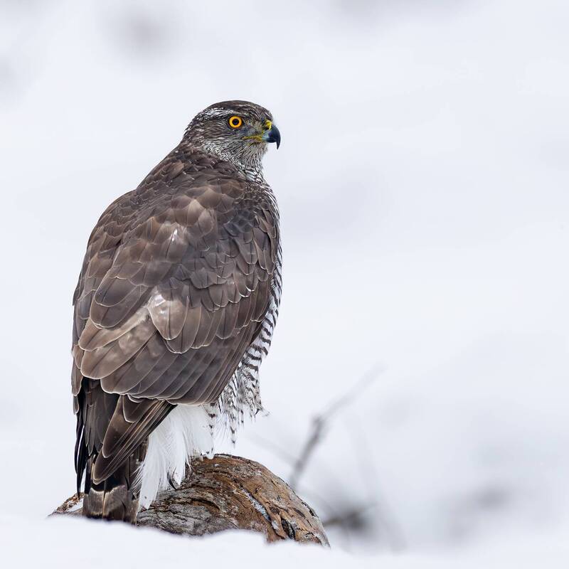 Eurasian goshawk фото превью