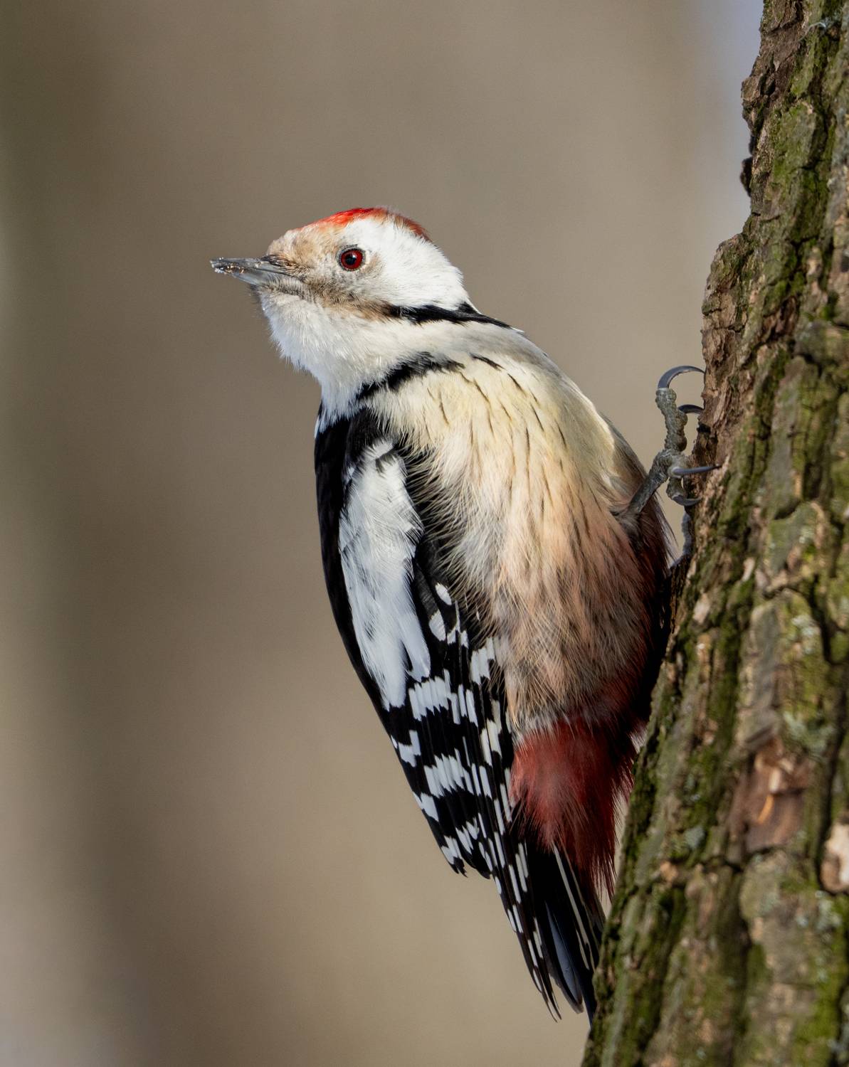 , Климина Татьяна