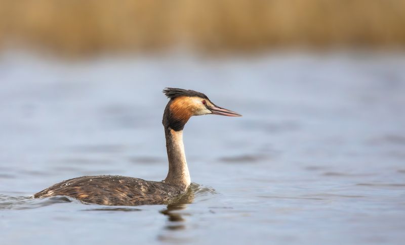 Чомга.  фото превью