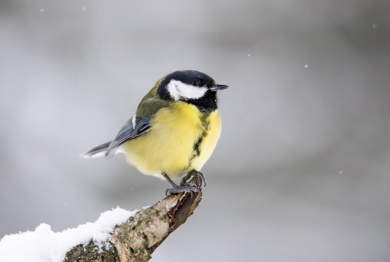 большая синица, синица, синицы, природа, птицы, птица, зима, лес, лесные птицы, животные, фотоохота, Жгилёв Сергей