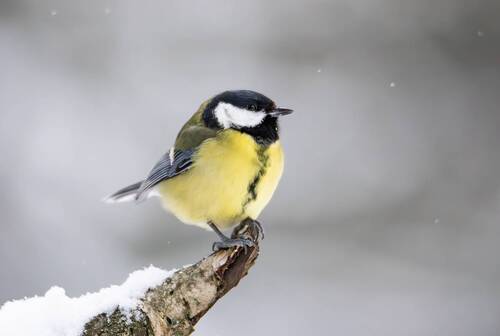 Большая синица.