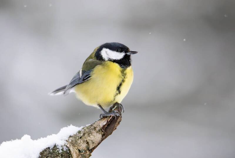 большая синица, синица, синицы, природа, птицы, птица, зима, лес, лесные птицы, животные, фотоохота Большая синица. фото превью