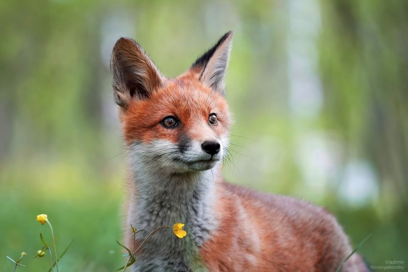 Лисёнок фото превью