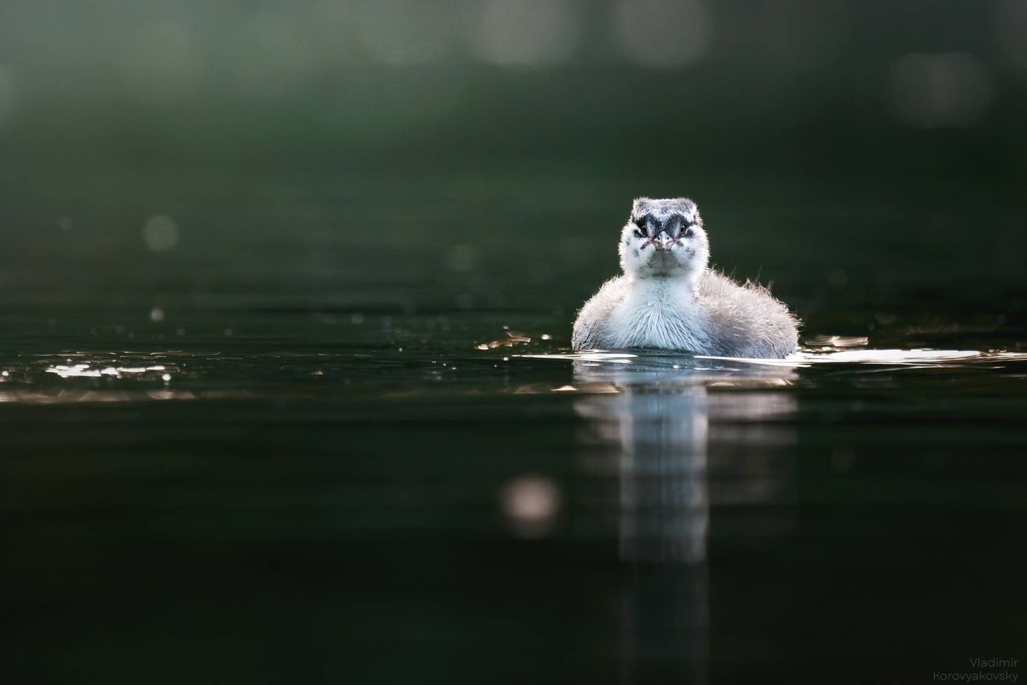 поганки, Vladimir Korovyakovsky