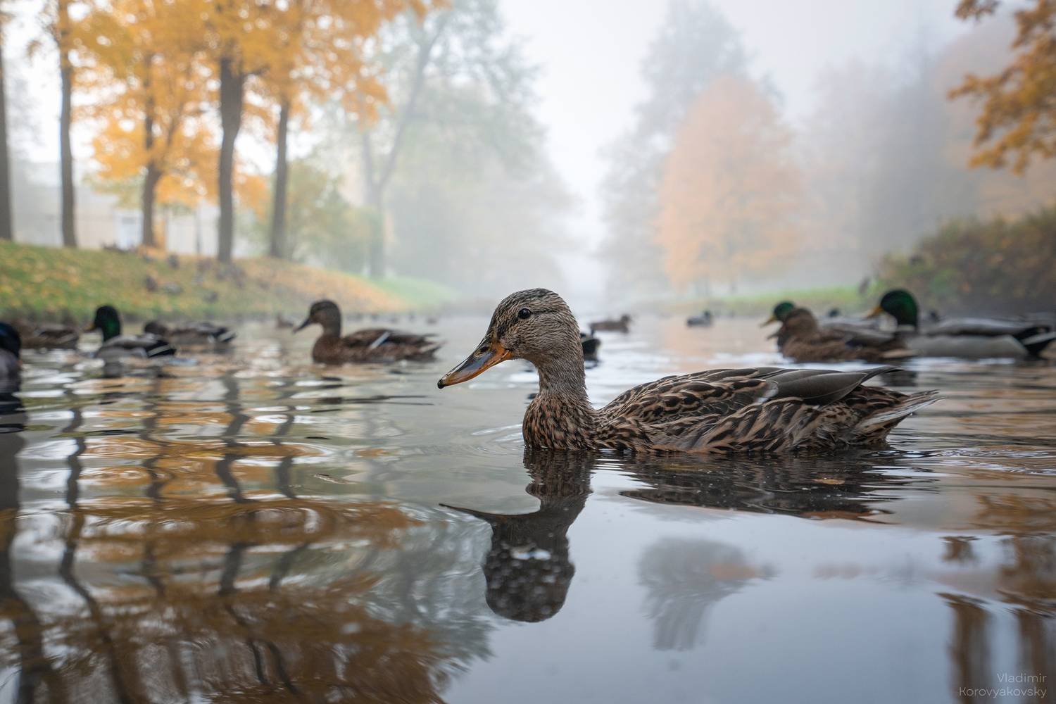 осень, золото, Vladimir Korovyakovsky