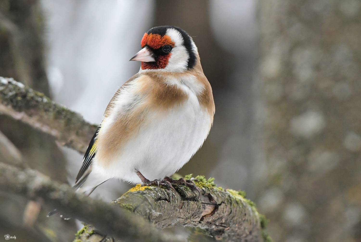 , Наталья Екимова