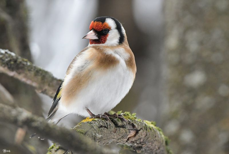 Щегол фото превью