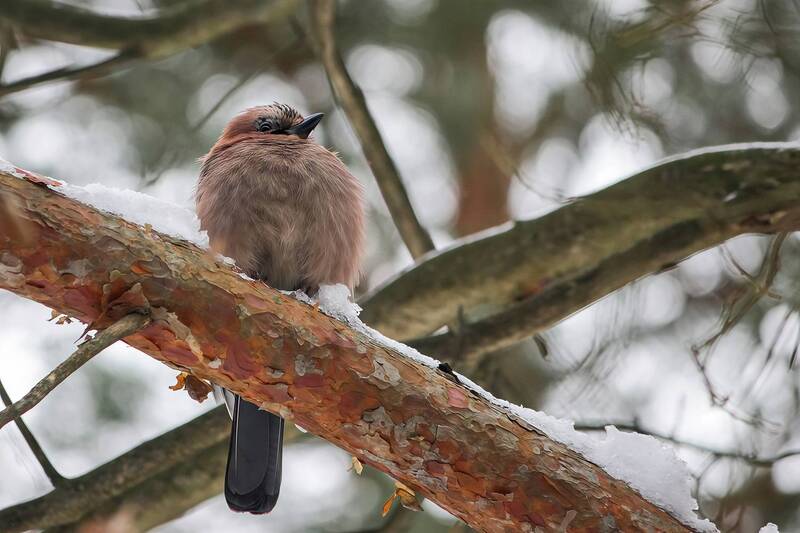 сойка, обыкновенная сойка, кареза, garrulus glandarius Сойка (Garrulus glandarius) фото превью
