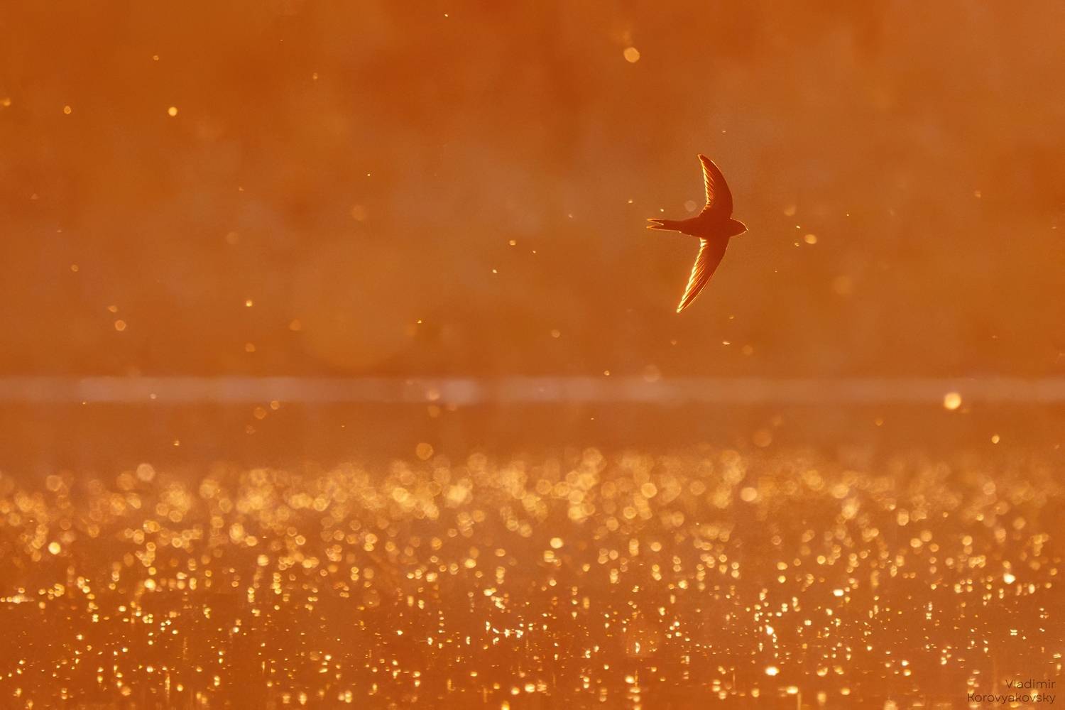 , Vladimir Korovyakovsky