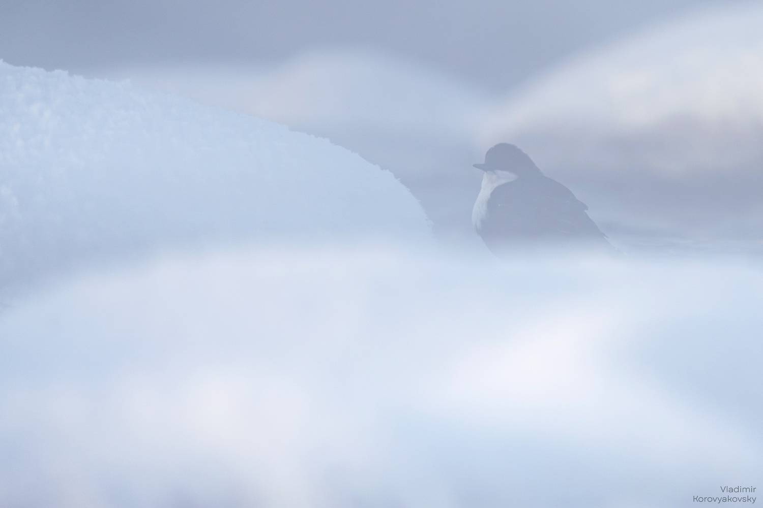 оляпка, птица, Vladimir Korovyakovsky