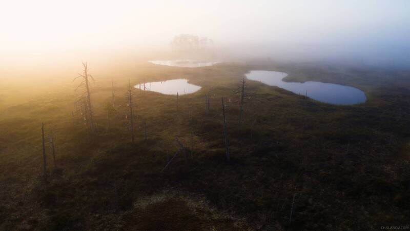 пейзаж, болото, север, озеро, сосны, панорама Рассвет на мрачном болоте фото превью