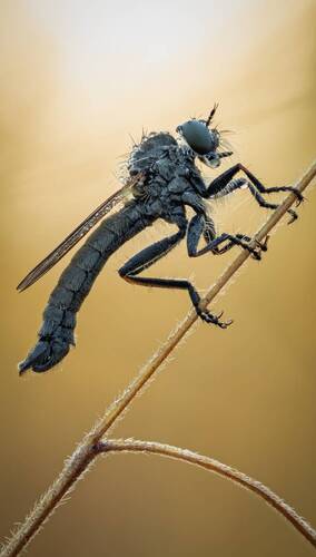 Ктырь(Asilidae)