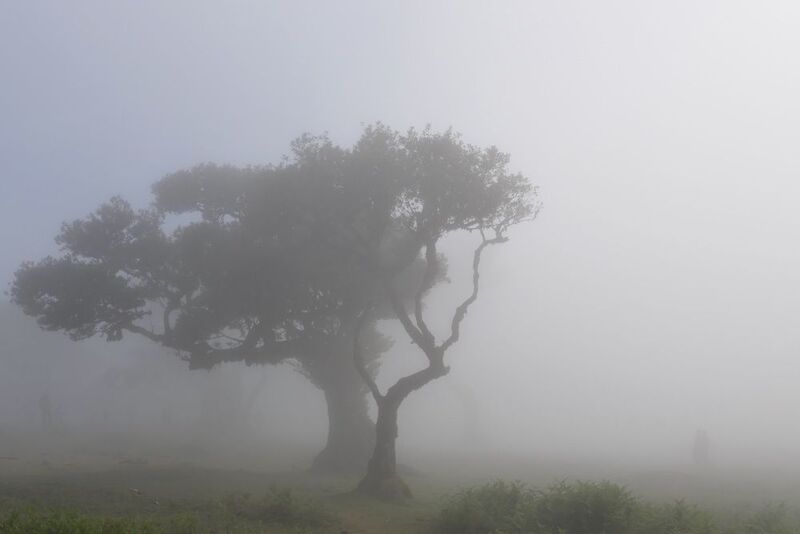 Landscapes, Fanalforest, Madeira, Trees, Mood, Fog Двое в тумане фото превью