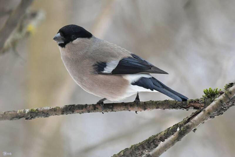 Самочка снегиря фото превью