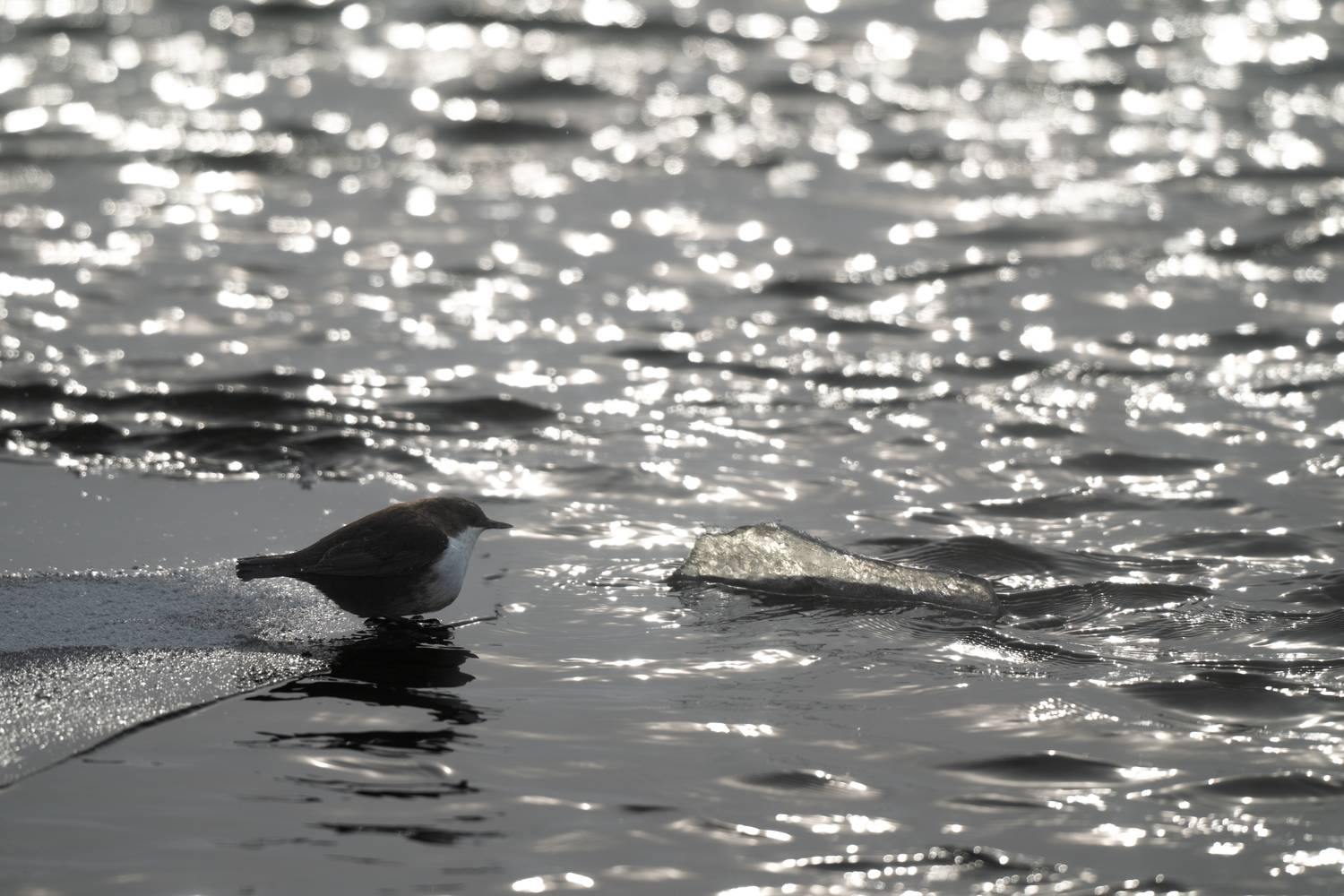 , Большаков Алексей
