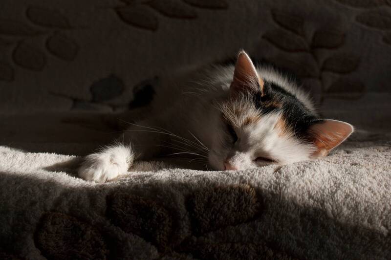 кошка, сон, солнце, март Сон... фото превью