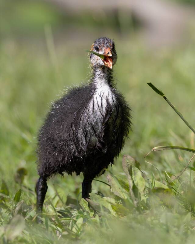 птицы, лысуха, птенец, лысенок, лысята Лысяш фото превью