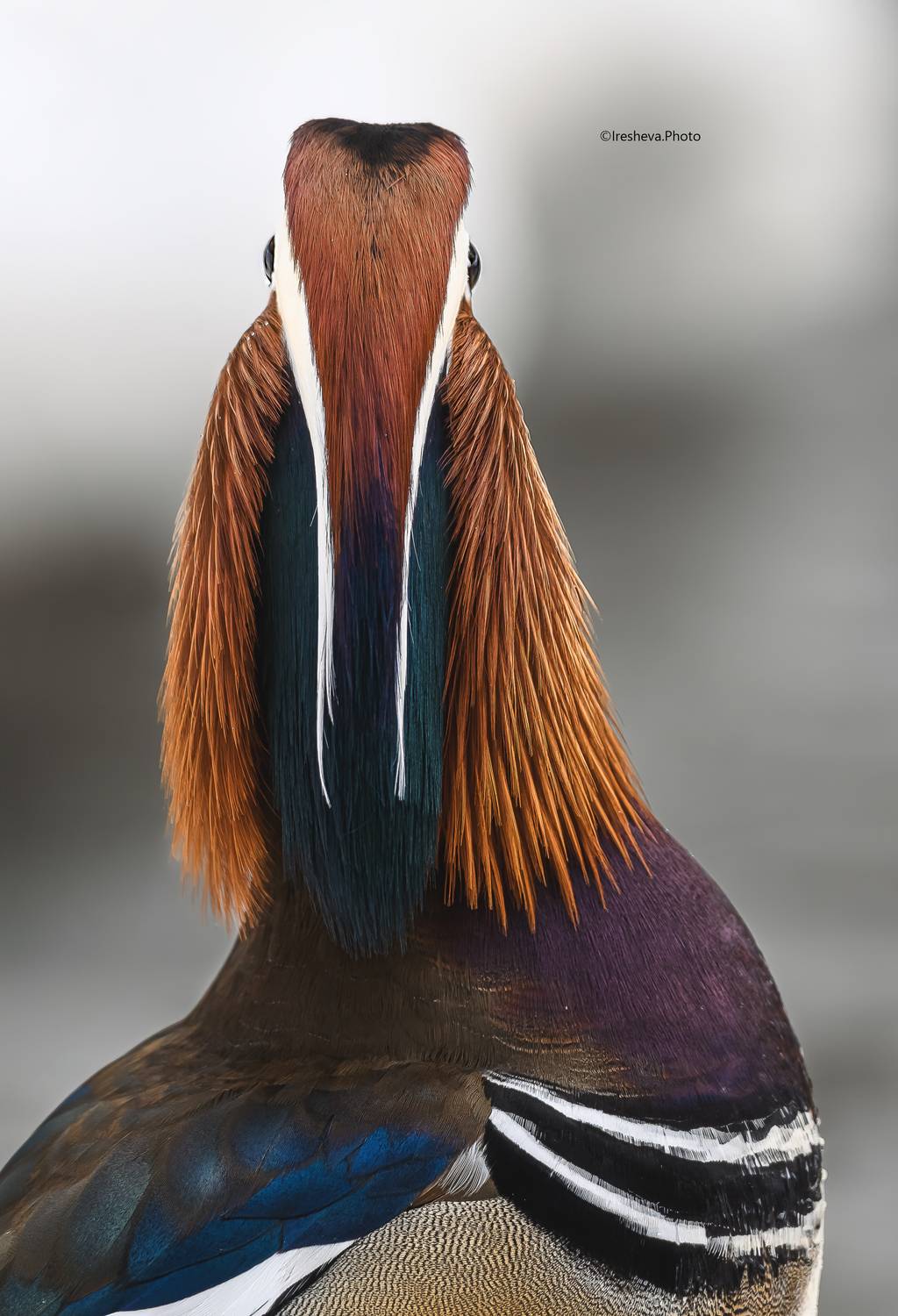 мандаринка, утка, Ирешева Мария