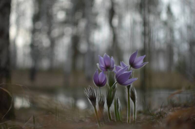 Сны вечернего леса фото превью