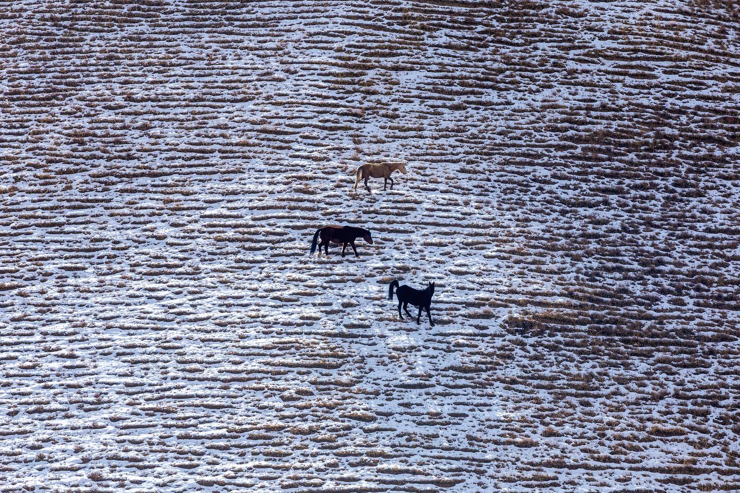 кыргызстан, Элина Магалимова