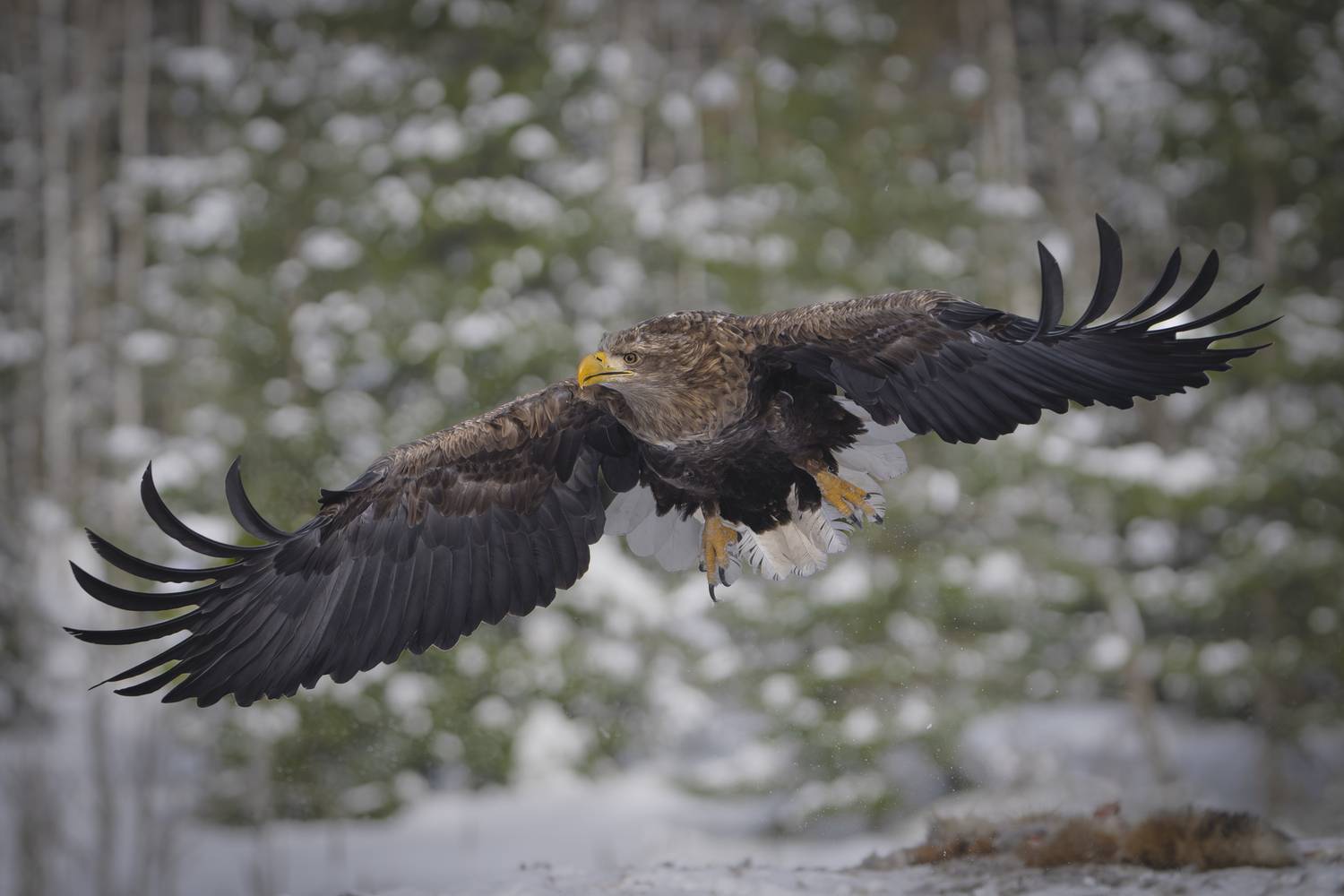 орлан-белохвост, красный бор, Mikhail Ioannisian