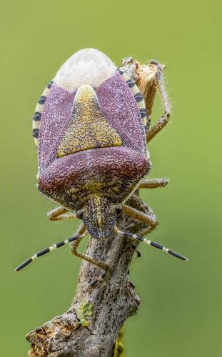 Щитник ягодный (Dolycoris baccarum)
