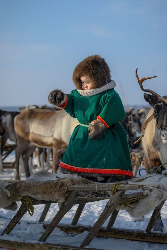ненцы, оленевод, олени, ребенок, зима, нарты, надым, янао Юный оленевод фото превью