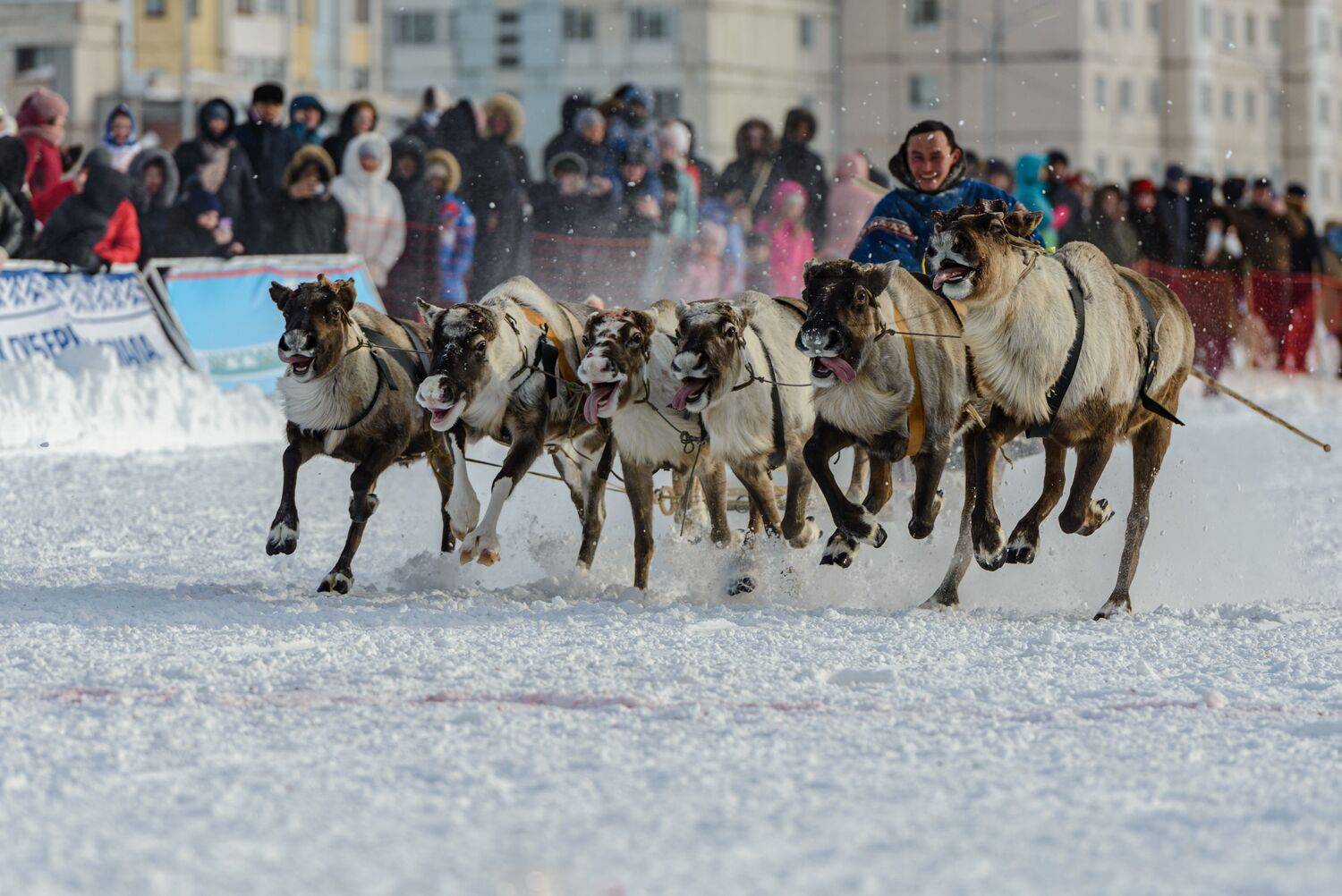 олени, гонки, каюр, север, праздник, никон, надым, янао, Сторожев Олег