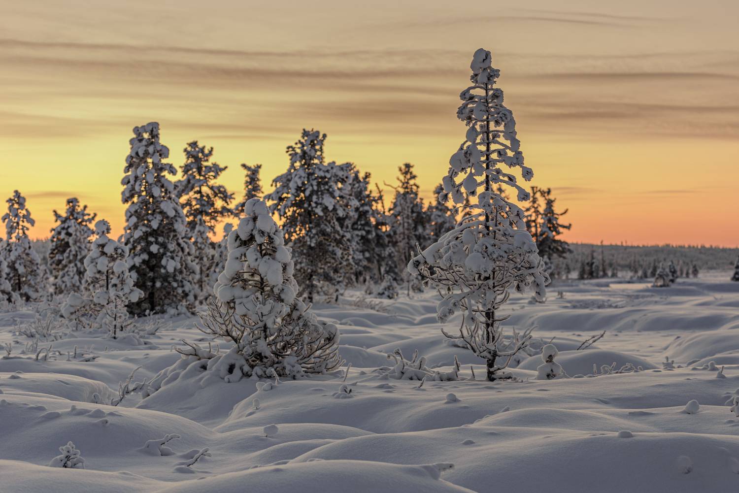 , Сторожев Олег