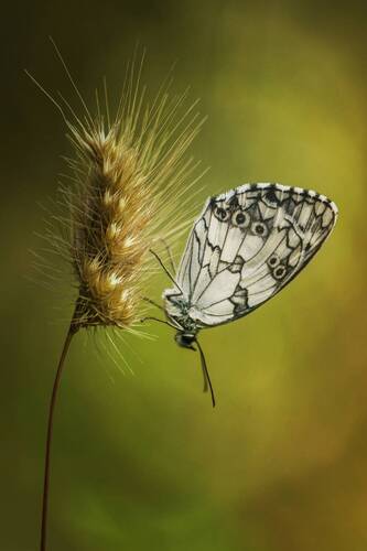 Melanargia galathea