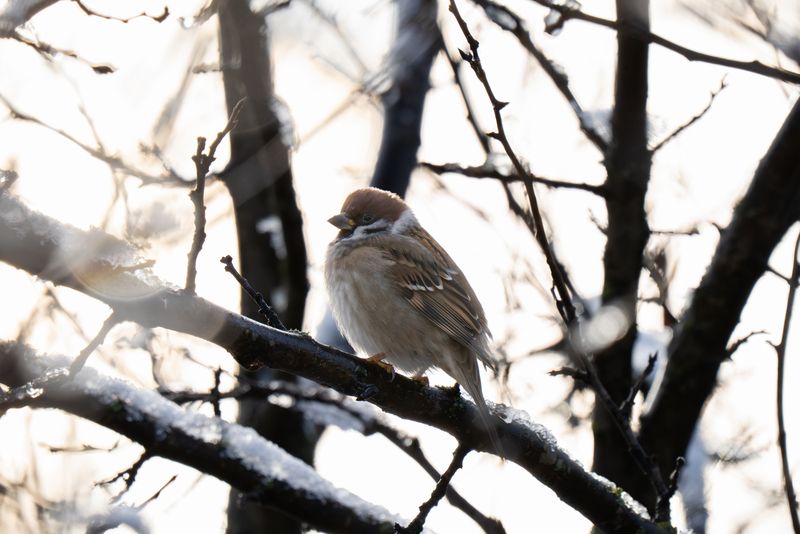 light, winter, sparrow, воробей, зима You’ve been noticed фото превью
