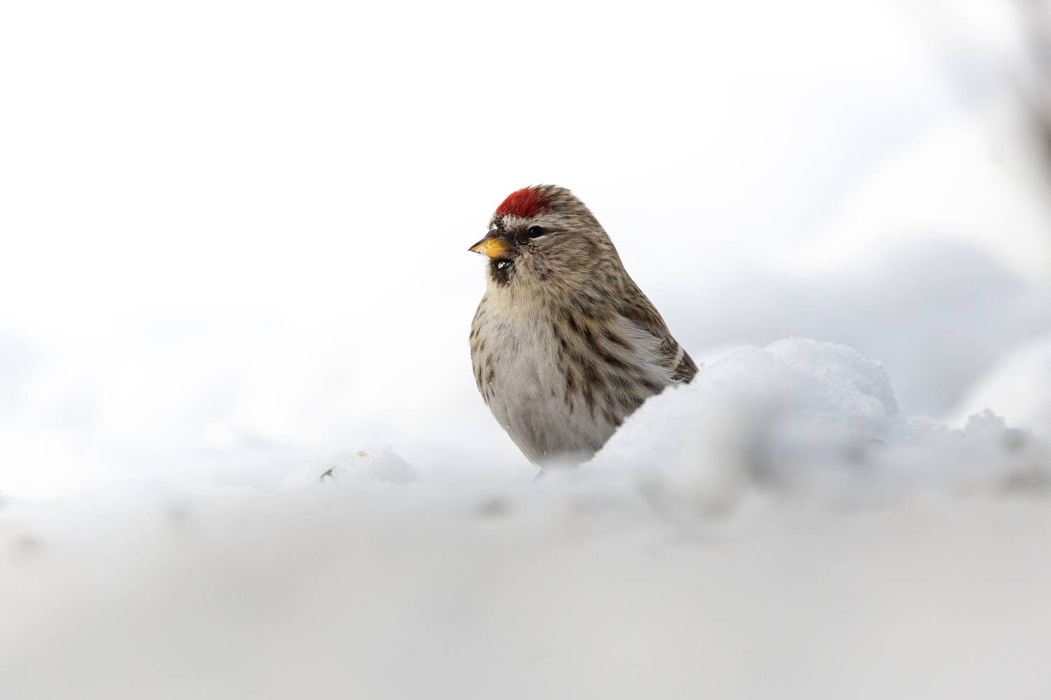 , Щепанов Дмитрий