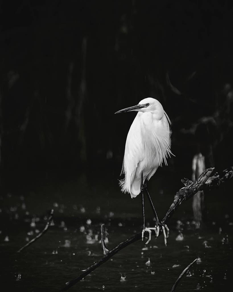 , Антипов Игорь