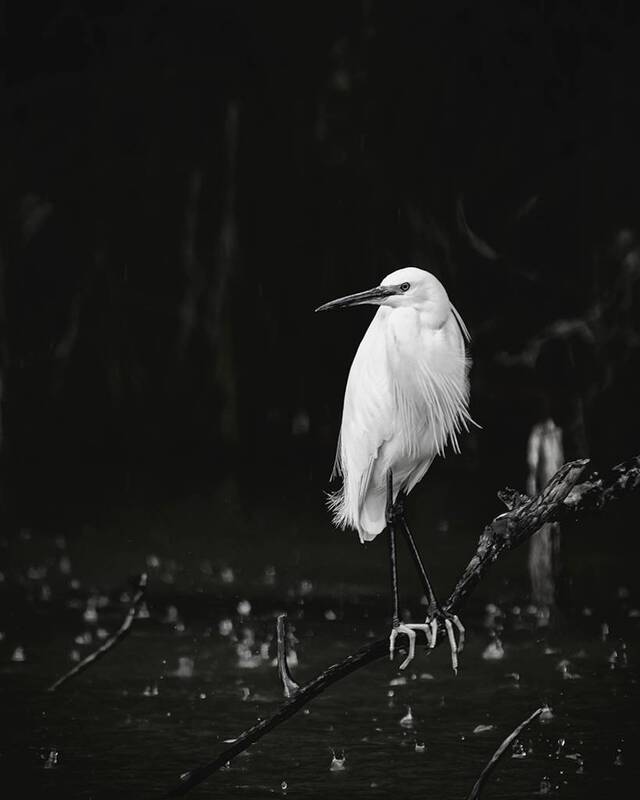 Egretta garzetta фото превью
