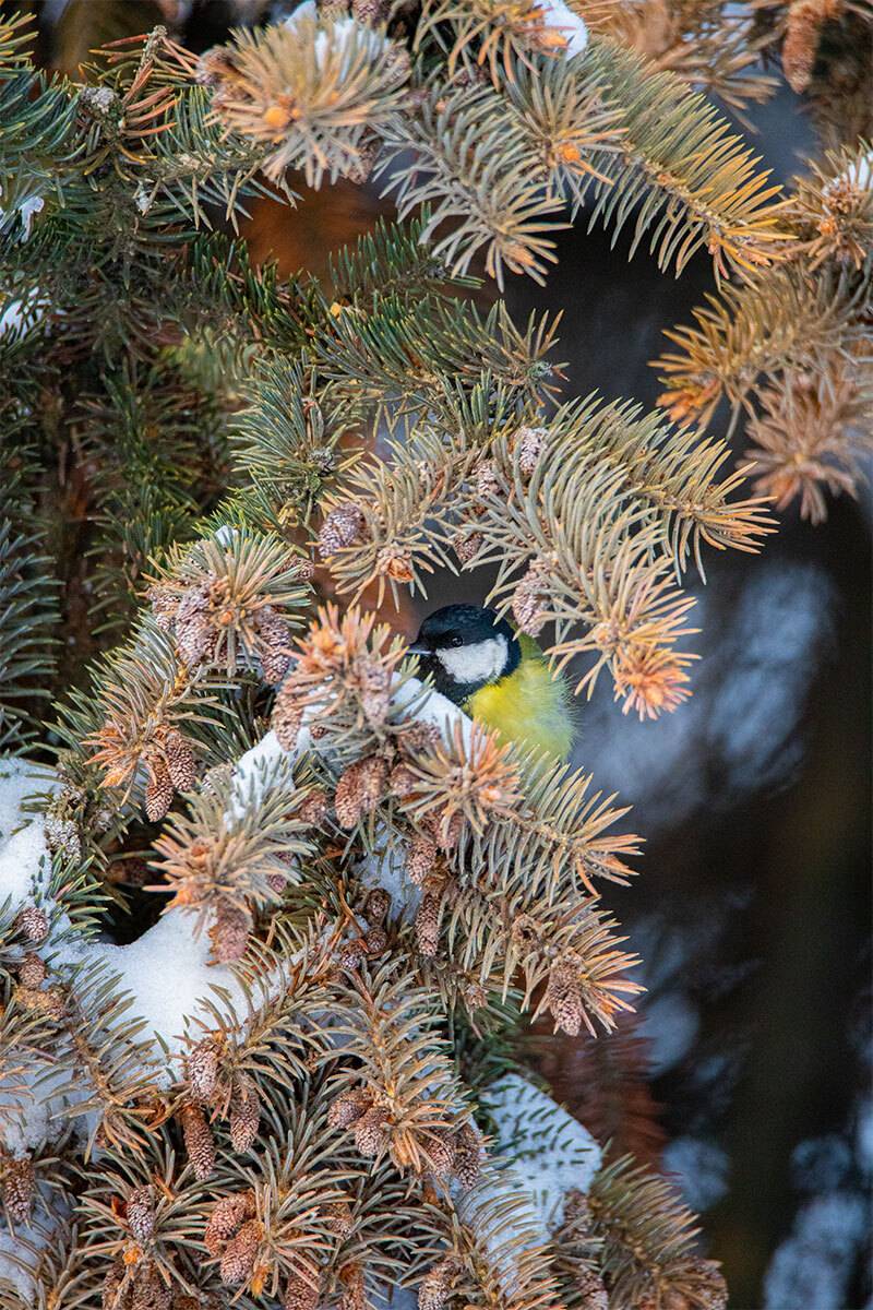 , Чудинин Дмитрий