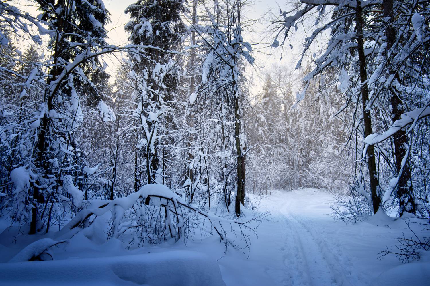 лес, зима, снег, Валерий Вождаев