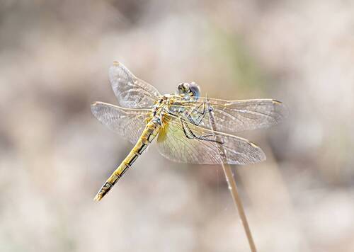 Dragonfly