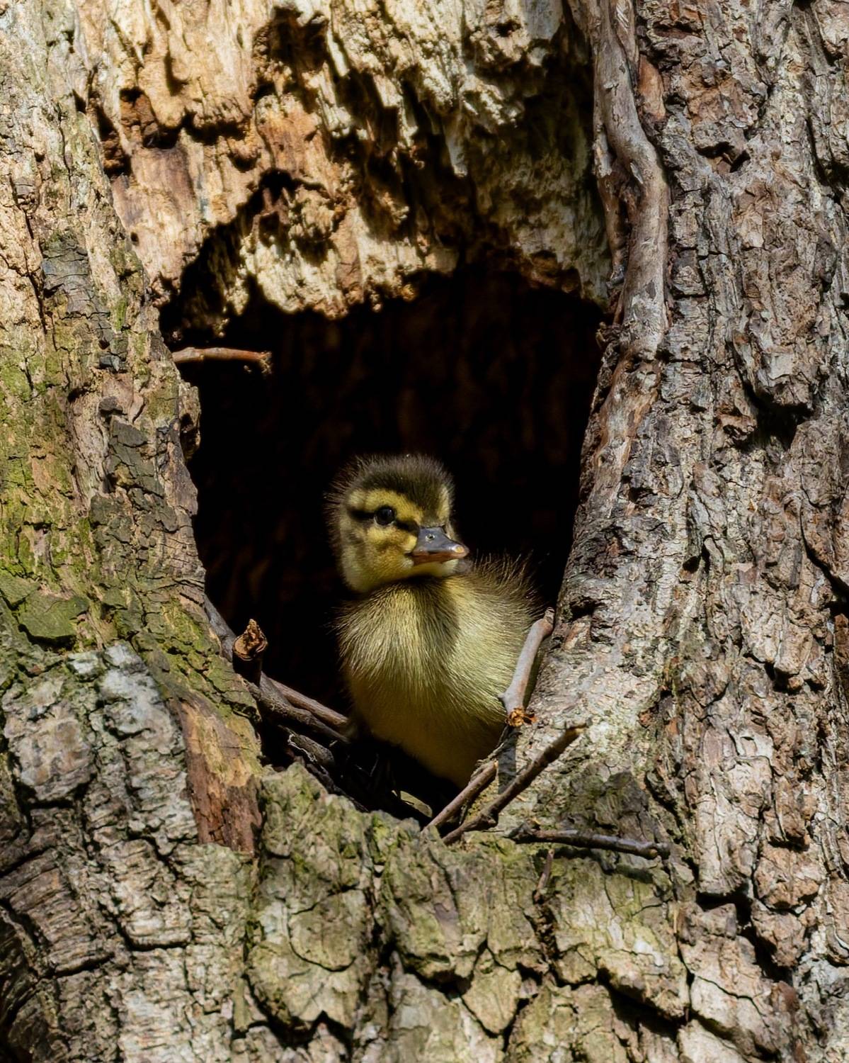 дупло, утенок, кряква, утка, утки, птицы, Ruslan Pl
