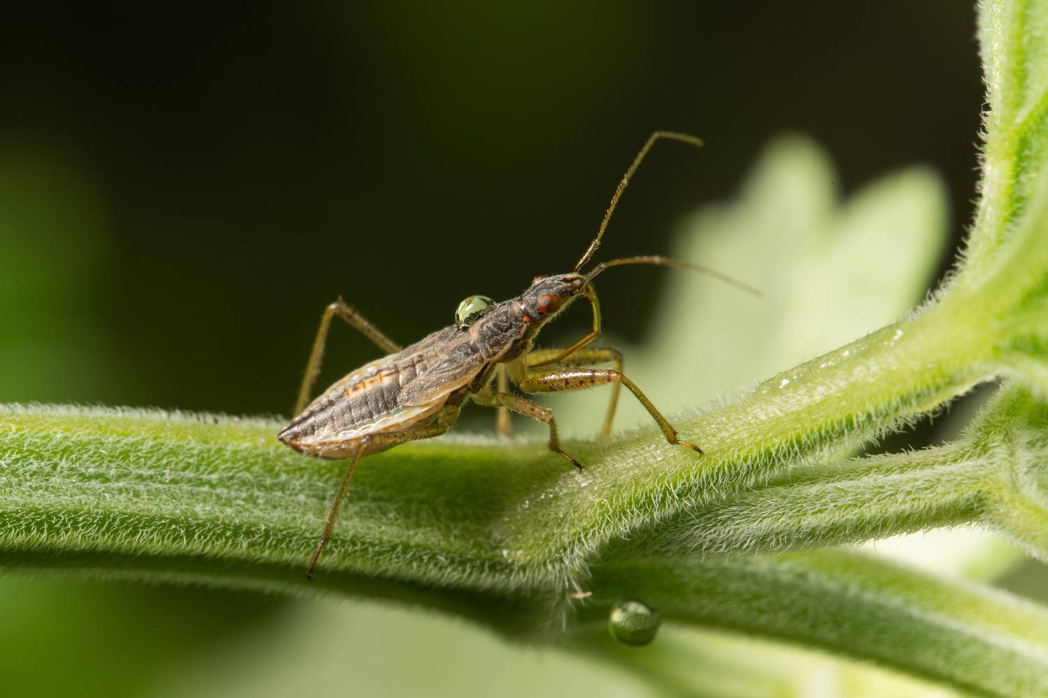 , Ольга Таланцева