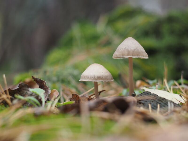 Грибная тема. Кажется это мицены какие-то ) фото превью