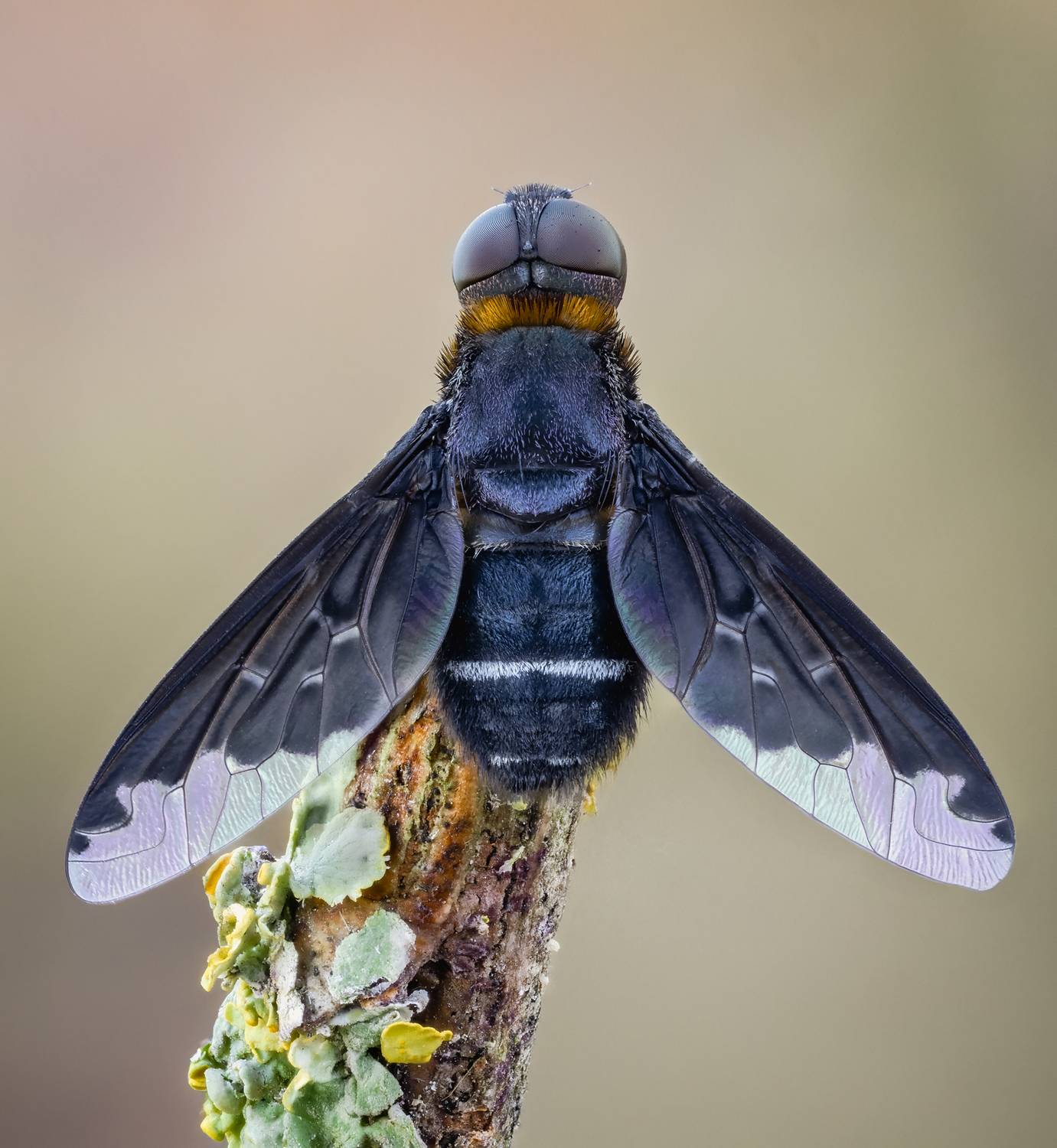 , Alexsandr Grigoriev