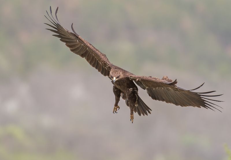 Голям креслив орел     Clanga clanga фото превью