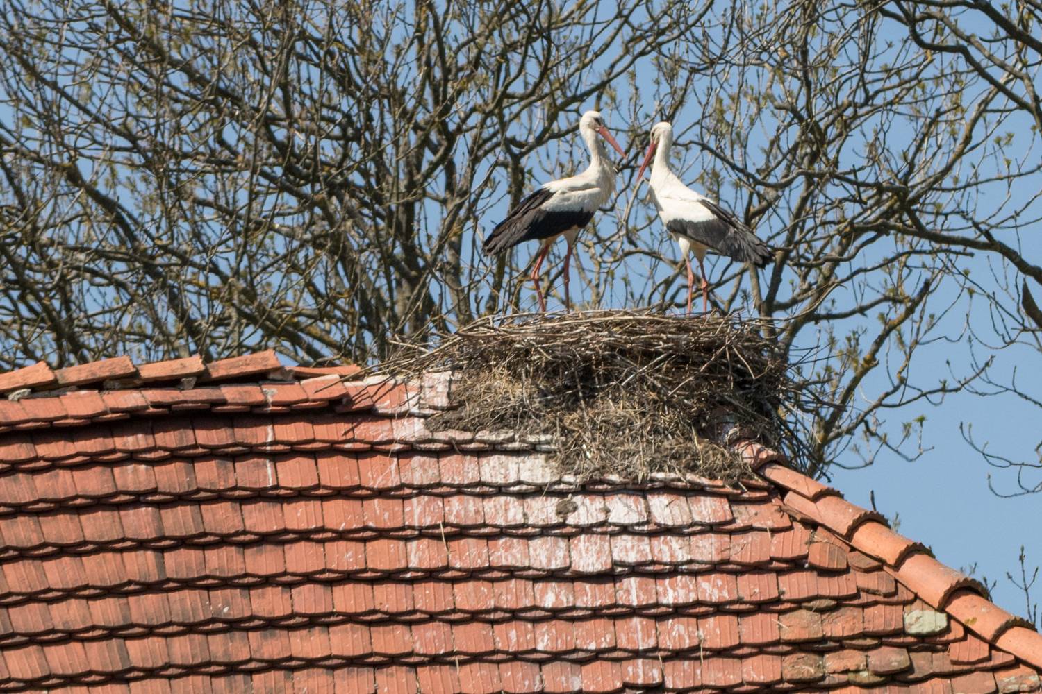 аист, Башкин Георгий