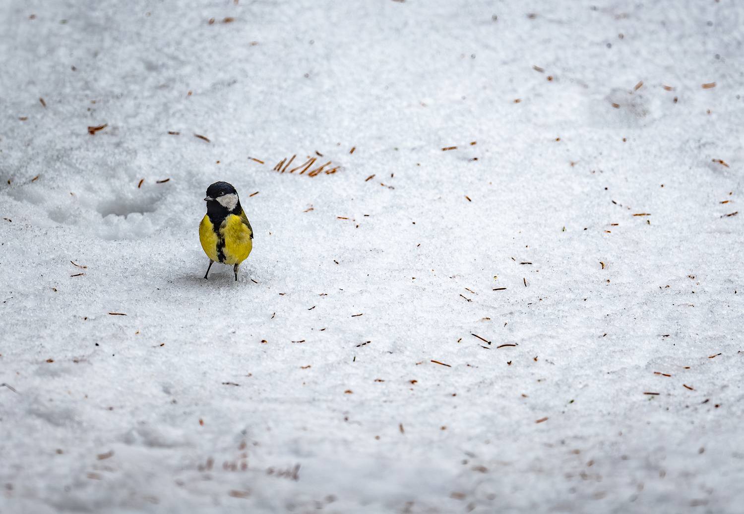 , Курлянцев Алексей