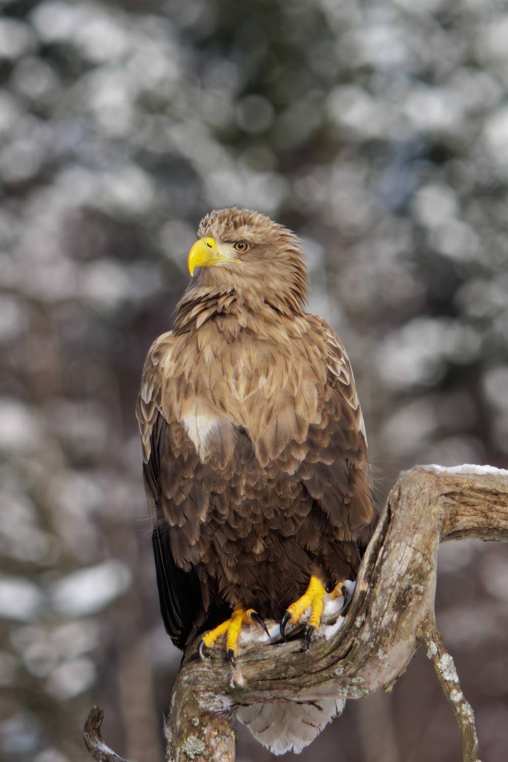 , Морозов Сергей