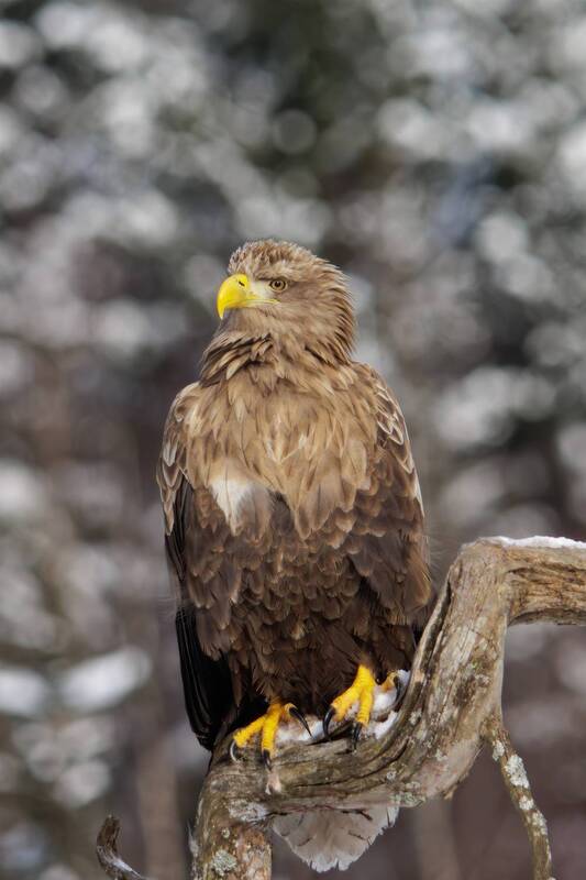 Орлан-белохвост фото превью