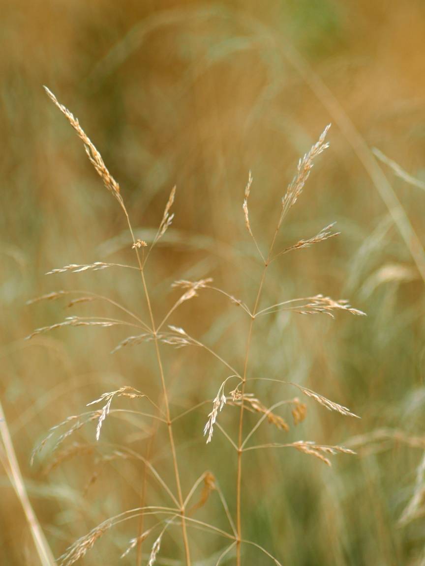 природа, макро, Вязовцев Андрей