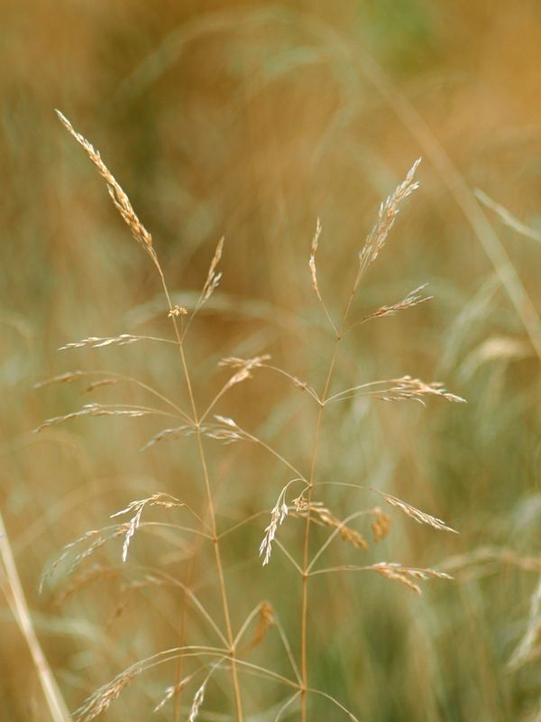 природа, макро *** фото превью