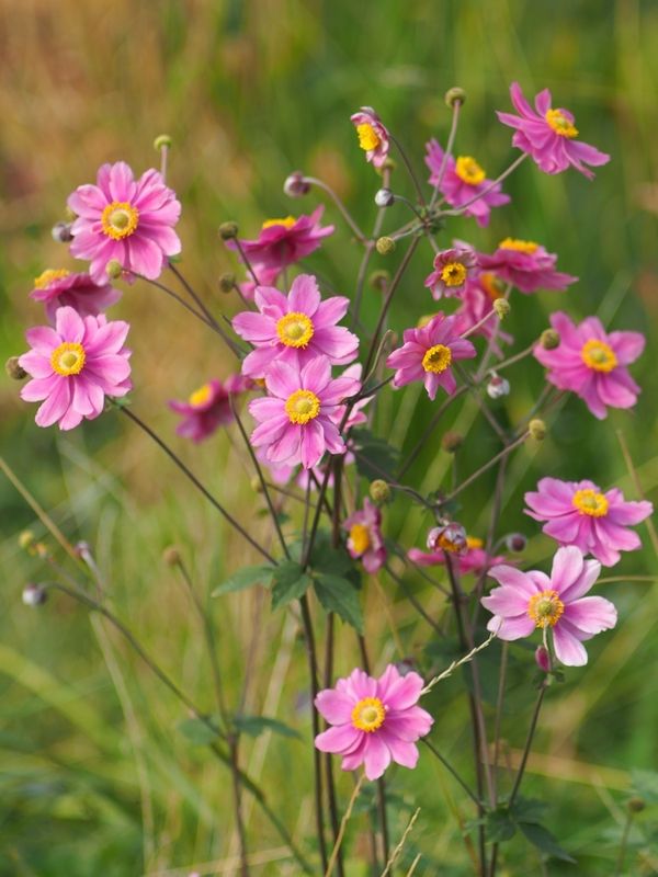 природа, макро *** фото превью